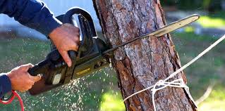 Best Tree Mulching  in North Richmond, CA