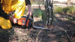  North Richmond, CA Tree Removal Pros
