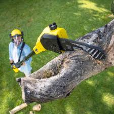 Best Tree Risk Assessment  in North Richmond, CA