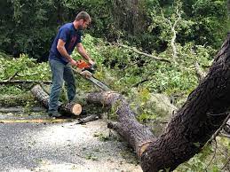 How Our Tree Care Process Works  in  North Richmond, CA