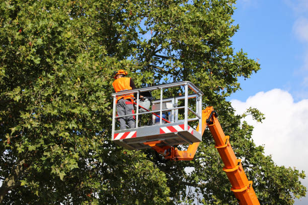 Best Commercial Tree Services  in North Richmond, CA