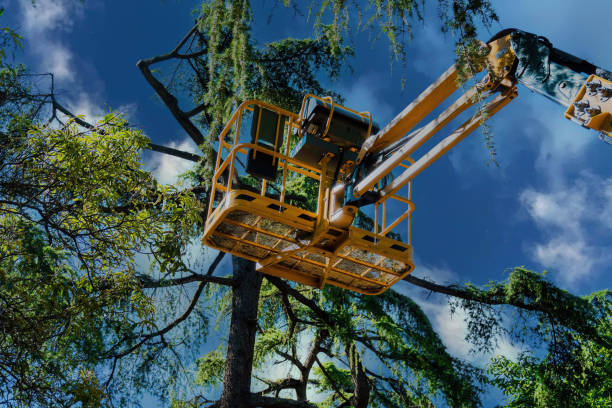 Best Tree Cabling and Bracing  in North Richmond, CA